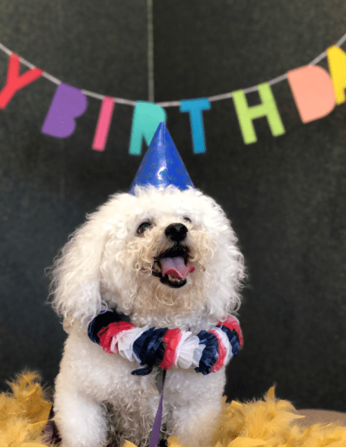 Doggie Birthday