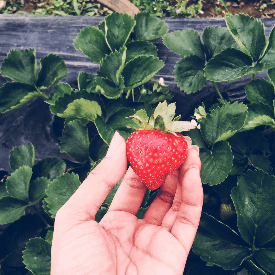 Summer Strawberry Recipes