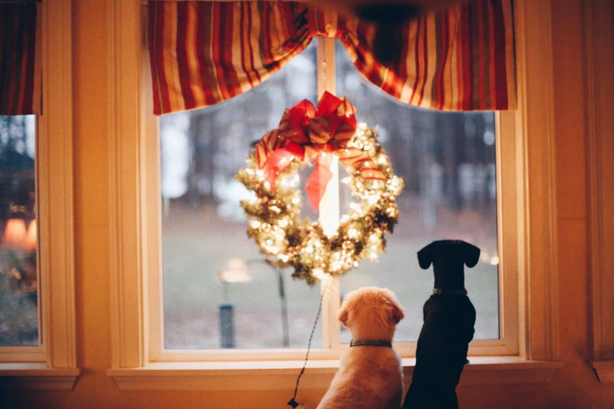 The Best Gifts for Pets to Unleash Your Holiday Spirit